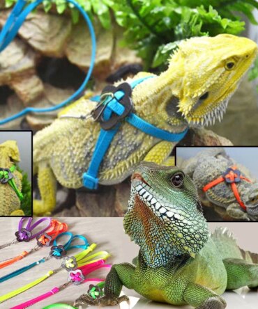 Adjustable Reptile Lizard Harness Leash Training Walking Rope Pet Leash Anti-Bite Harness Leash Pet Collar Chest Strap Lizard
