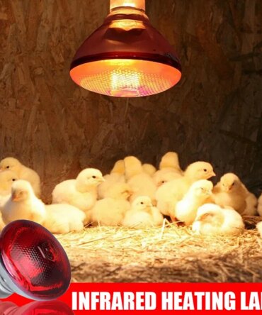 250W Poultry Infrared Heat Lamp Waterproof Anti-Explosion Thickened Light Bulbs ​For Piglet Chicken Duck Birds E27 Heating Lamp