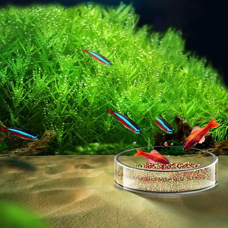 Shrimp Feeding Dish High Transparent Glass Feeding Dish Fish for Tank Clear Feeder Bowl Aquarium Fish Tank Reptiles Feeder - Image 6